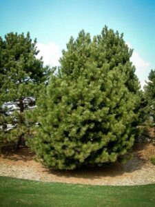 Сосна Чёрная (Pinus Nigra) купить по цене от 270.00р. в интернет-магазине «Посадика» с доставкой почтой в в Пушкиное и по всей России – [изображение №1].