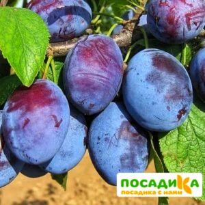 Слива Чачакская ранняя купить по цене от 229.00р. в интернет-магазине «Посадика» с доставкой почтой в в Пушкиное и по всей России – [изображение №1].