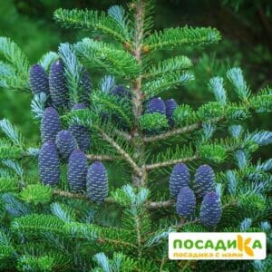 Пихта корейская (Abies koreana) купить по цене от 450.00р. в интернет-магазине «Посадика» с доставкой почтой в в Пушкиное и по всей России – [изображение №1].