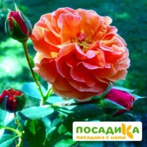 Роза Арабия купить по цене от 350.00р. в интернет-магазине «Посадика» с доставкой почтой в в Пушкиное и по всей России – [изображение №1].