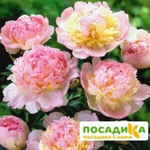 Пион Распберри Сандей (Paeonia Raspberry Sundae) купить по цене от 959р. в интернет-магазине «Посадика» с доставкой почтой в в Пушкиное и по всей России – [изображение №1].