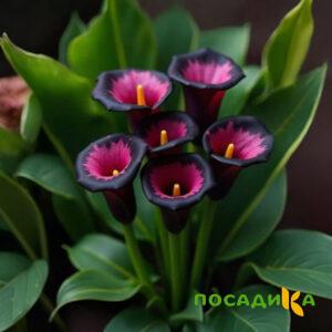 Калла Аура Лейс купить по цене от 400р. в интернет-магазине «Посадика» с доставкой почтой в в Пушкиное и по всей России – [изображение №1].
