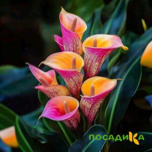 Калла Оникс купить по цене от 450р. в интернет-магазине «Посадика» с доставкой почтой в в Пушкиное и по всей России – [изображение №1].
