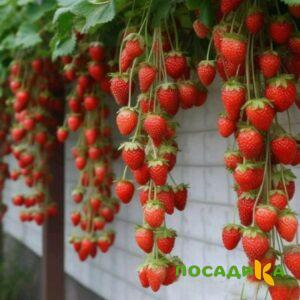 Клубника вьющаяся Комплимент купить по цене от 470р. в интернет-магазине «Посадика» с доставкой почтой в в Пушкиное и по всей России – [изображение №1].
