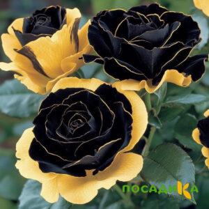Роза Ханни Сикл купить по цене от 700р. в интернет-магазине «Посадика» с доставкой почтой в в Пушкиное и по всей России – [изображение №1].