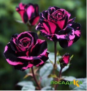 Роза Багровый Шепот купить по цене от 366р. в интернет-магазине «Посадика» с доставкой почтой в в Пушкиное и по всей России – [изображение №1].