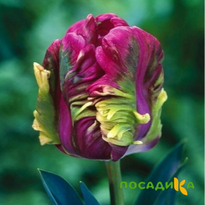 Тюльпан Экзотик Хэвен купить по цене от 186р. в интернет-магазине «Посадика» с доставкой почтой в в Пушкиное и по всей России – [изображение №1].