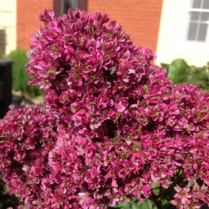 Флокс Филингс купить по цене от 329р. в интернет-магазине «Посадика» с доставкой почтой в в Пушкиное и по всей России – [изображение №1].