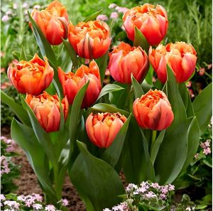 Тюльпан Гудошник Дабл купить по цене от 185р. в интернет-магазине «Посадика» с доставкой почтой в в Пушкиное и по всей России – [изображение №1].