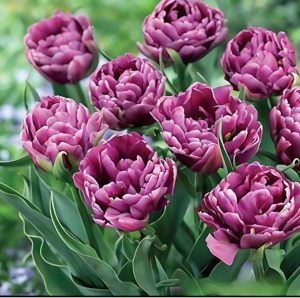 Тюльпан Айс Крим купить по цене от 430р. в интернет-магазине «Посадика» с доставкой почтой в в Пушкиное и по всей России – [изображение №1].