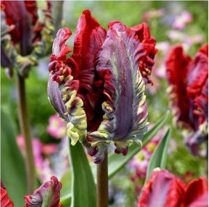 Тюльпан Рококо купить по цене от 350р. в интернет-магазине «Посадика» с доставкой почтой в в Пушкиное и по всей России – [изображение №1].