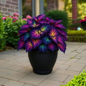 Хоста Фрости Блю купить по цене от 389р. в интернет-магазине «Посадика» с доставкой почтой в в Пушкиное и по всей России – [изображение №1].