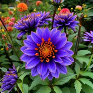 Георгин Лазурит купить по цене от 799р. в интернет-магазине «Посадика» с доставкой почтой в в Пушкиное и по всей России – [изображение №1].