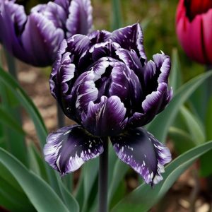 Тюльпан Индиго купить по цене от 600р. в интернет-магазине «Посадика» с доставкой почтой в в Пушкиное и по всей России – [изображение №1].