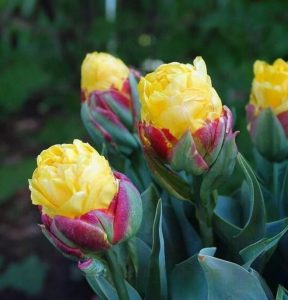 Тюльпан Айс Крим Банана купить по цене от 360р. в интернет-магазине «Посадика» с доставкой почтой в в Пушкиное и по всей России – [изображение №1].