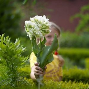 Тюльпан Супер Пэррот купить по цене от 360р. в интернет-магазине «Посадика» с доставкой почтой в в Пушкиное и по всей России – [изображение №1].