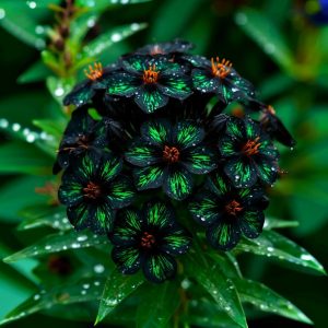 Флокс Ривьера купить по цене от 299р. в интернет-магазине «Посадика» с доставкой почтой в в Пушкиное и по всей России – [изображение №1].