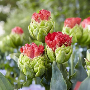 Тюльпан Бычий Глаз купить по цене от 275р. в интернет-магазине «Посадика» с доставкой почтой в в Пушкиное и по всей России – [изображение №1].