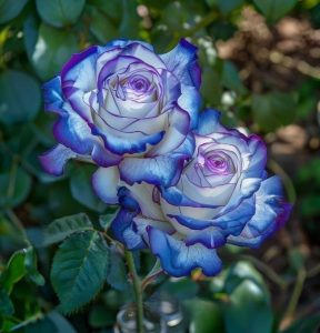 Роза Пэтолз Хоуп купить по цене от 333р. в интернет-магазине «Посадика» с доставкой почтой в в Пушкиное и по всей России – [изображение №1].