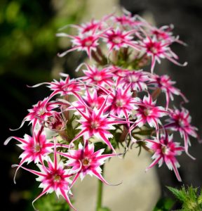 Флокс Метельчатый Путь купить по цене от 456р. в интернет-магазине «Посадика» с доставкой почтой в в Пушкиное и по всей России – [изображение №1].