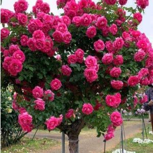 Роза Версаля купить по цене от 232р. в интернет-магазине «Посадика» с доставкой почтой в в Пушкиное и по всей России – [изображение №1].