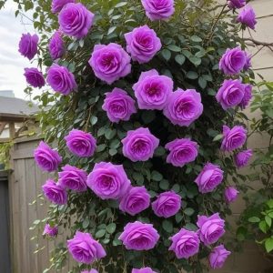 Роза Мистик Уайт купить по цене от 620р. в интернет-магазине «Посадика» с доставкой почтой в в Пушкиное и по всей России – [изображение №1].