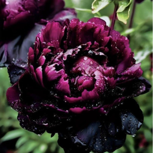 Пион Темный Сад купить по цене от 421р. в интернет-магазине «Посадика» с доставкой почтой в в Пушкиное и по всей России – [изображение №1].