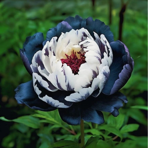 Пион Древовидный Инь-Янь купить по цене от 419р. в интернет-магазине «Посадика» с доставкой почтой в в Пушкиное и по всей России – [изображение №1].