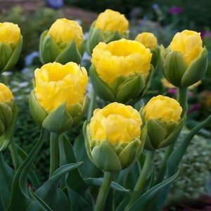 Тюльпан махровый Ванила Коп купить по цене от 159р. в интернет-магазине «Посадика» с доставкой почтой в в Пушкиное и по всей России – [изображение №1].