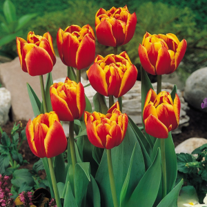 Тюльпан Блэк Фаер купить по цене от 275р. в интернет-магазине «Посадика» с доставкой почтой в в Пушкиное и по всей России – [изображение №1].