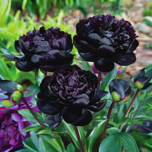 Пион Королевский Бархат купить по цене от 419р. в интернет-магазине «Посадика» с доставкой почтой в в Пушкиное и по всей России – [изображение №1].