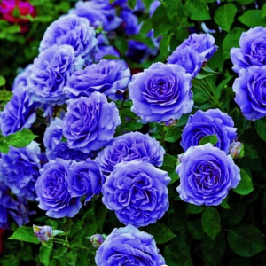 Роза Блю Мун купить по цене от 450р. в интернет-магазине «Посадика» с доставкой почтой в в Пушкиное и по всей России – [изображение №1].