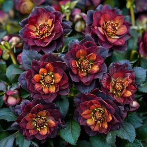 Морозник Сноу Дроп купить по цене от 348р. в интернет-магазине «Посадика» с доставкой почтой в в Пушкиное и по всей России – [изображение №1].