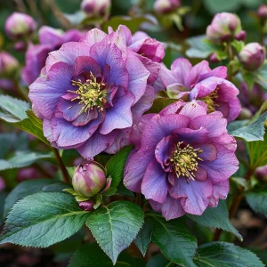 Морозник Айс Принцесс Чарм купить по цене от 650р. в интернет-магазине «Посадика» с доставкой почтой в в Пушкиное и по всей России – [изображение №1].