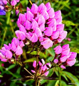 Флокс Бутоник купить по цене от 461р. в интернет-магазине «Посадика» с доставкой почтой в в Пушкиное и по всей России – [изображение №1].