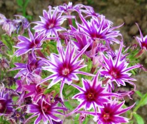 Флокс Звездное Кружево купить по цене от 361р. в интернет-магазине «Посадика» с доставкой почтой в в Пушкиное и по всей России – [изображение №1].