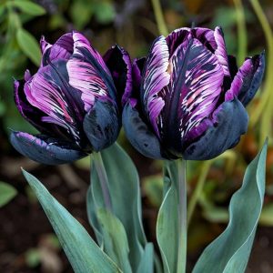 Тюльпан Блэк Каньон купить по цене от 305р. в интернет-магазине «Посадика» с доставкой почтой в в Пушкиное и по всей России – [изображение №1].