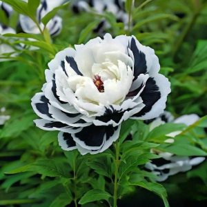 Пион Монохромный Шик купить по цене от 429р. в интернет-магазине «Посадика» с доставкой почтой в в Пушкиное и по всей России – [изображение №1].