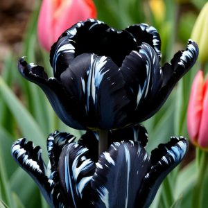 Тюльпан Шелк Нуар купить по цене от 219р. в интернет-магазине «Посадика» с доставкой почтой в в Пушкиное и по всей России – [изображение №1].
