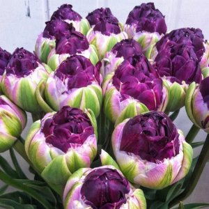 Тюльпан Анаконда купить по цене от 450р. в интернет-магазине «Посадика» с доставкой почтой в в Пушкиное и по всей России – [изображение №1].