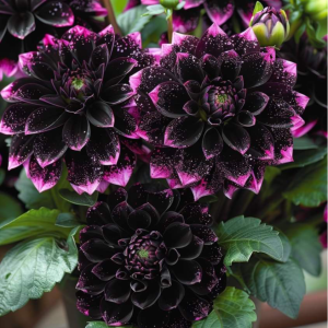 Георгин Лаванда Лейс купить по цене от 679р. в интернет-магазине «Посадика» с доставкой почтой в в Пушкиное и по всей России – [изображение №1].