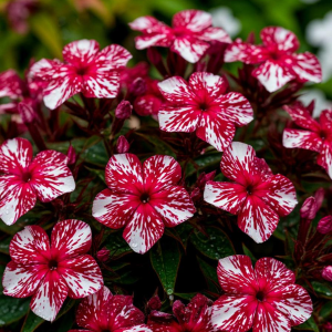 Флокс Ливер Гриммер купить по цене от 590р. в интернет-магазине «Посадика» с доставкой почтой в в Пушкиное и по всей России – [изображение №1].