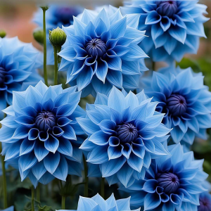 Георгин Вижапе купить по цене от 699р. в интернет-магазине «Посадика» с доставкой почтой в в Пушкиное и по всей России – [изображение №1].