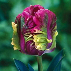 Тюльпан Экзотик Хэвен купить по цене от 186р. в интернет-магазине «Посадика» с доставкой почтой в в Пушкиное и по всей России – [изображение №1].