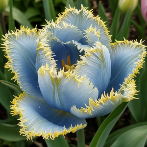 Тюльпан Махровый Амплуа купить по цене от 199р. в интернет-магазине «Посадика» с доставкой почтой в в Пушкиное и по всей России – [изображение №1].