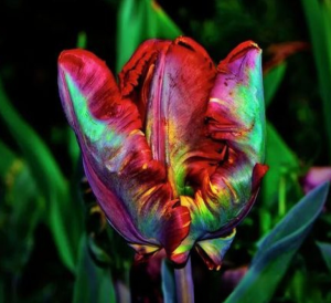 Тюльпан Эирпрайз купить по цене от 270р. в интернет-магазине «Посадика» с доставкой почтой в в Пушкиное и по всей России – [изображение №1].