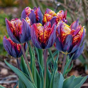 Тюльпан Опал Дрим купить по цене от 207р. в интернет-магазине «Посадика» с доставкой почтой в в Пушкиное и по всей России – [изображение №1].