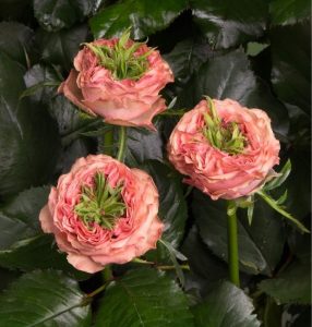 Роза Амбер Инчант купить по цене от 495р. в интернет-магазине «Посадика» с доставкой почтой в в Пушкиное и по всей России – [изображение №1].