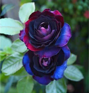 Роза Скарлет Рэвери купить по цене от 489р. в интернет-магазине «Посадика» с доставкой почтой в в Пушкиное и по всей России – [изображение №1].