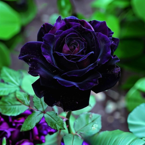 Роза Блэк Пантер купить по цене от 319р. в интернет-магазине «Посадика» с доставкой почтой в в Пушкиное и по всей России – [изображение №1].